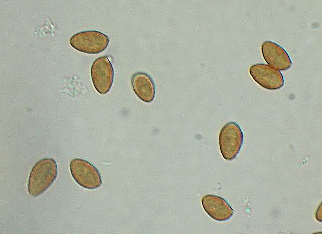 Galerina spec.  Cod.: 0260-07